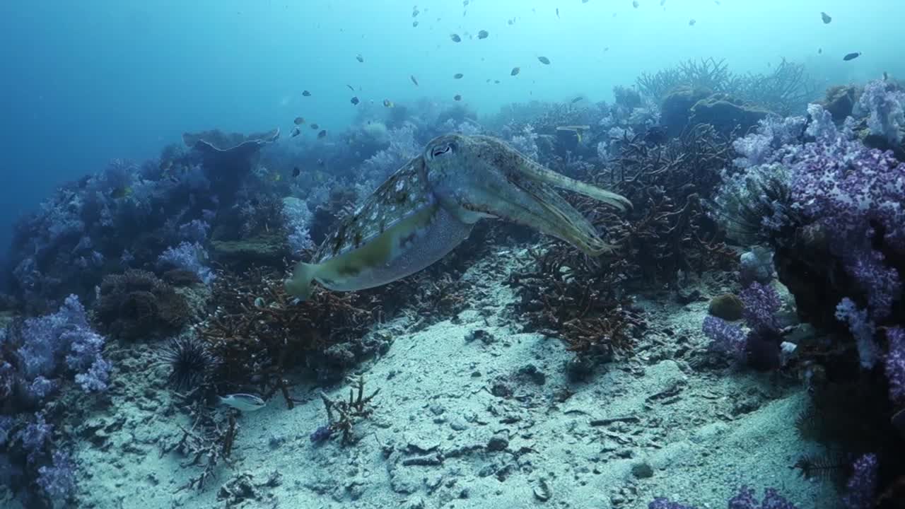 Cuttlefish cautiously extends tentacles and backs away towards corals