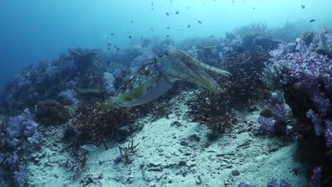 la sepia extiende con cautela los tentáculos y retrocede hacia los corales