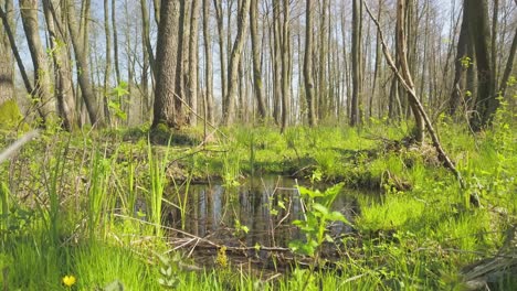 established shot of natural forest with green vegetation during a sunny day