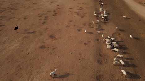 Sobrevuelo-De-Un-Gran-Grupo-De-Oryx-Blanco-Sahara-Bebiendo-De-Varios-Abrevaderos-Con-Un-Avestruz-Cerca