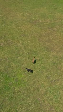 thoroughbred horses couple grazes together on boundless green meadow aerial view. young animals rest in picturesque valley at preserved area slow motion