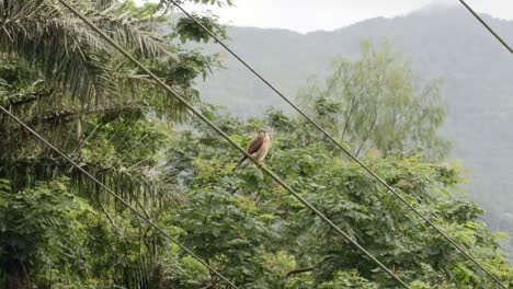 ave endémica de seychelles, cernícalo de seychelles en el cable eléctrico