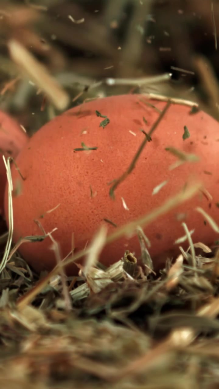 Organic Brown Egg Resting in Hay with Falling Straw Particles