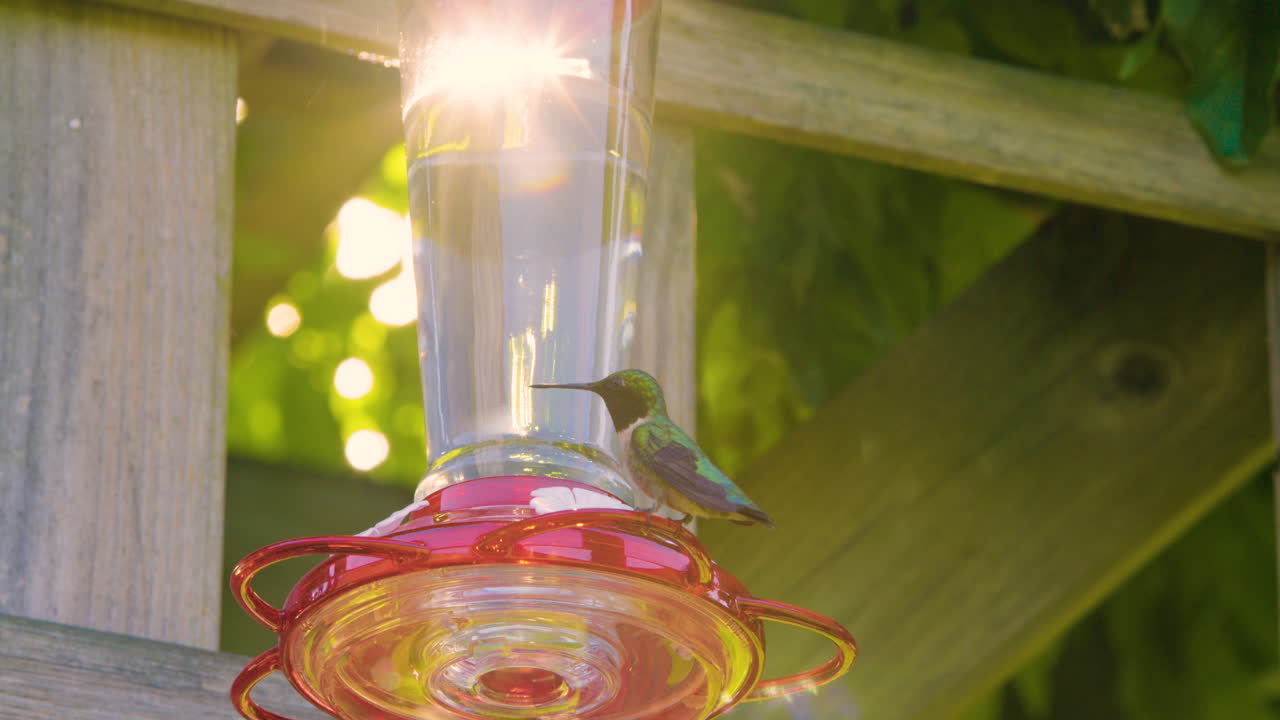 Hummingbird Drinks From Feeder With Sunburst