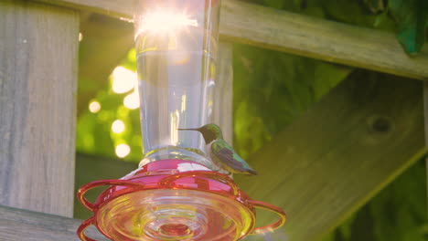 hummingbird drinks from feeder with sunburst