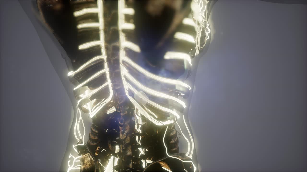 cuerpo humano con vasos sanguíneos brillantes