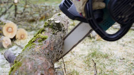 cutting apple tree trunk into smaller pieces for firewood, close up