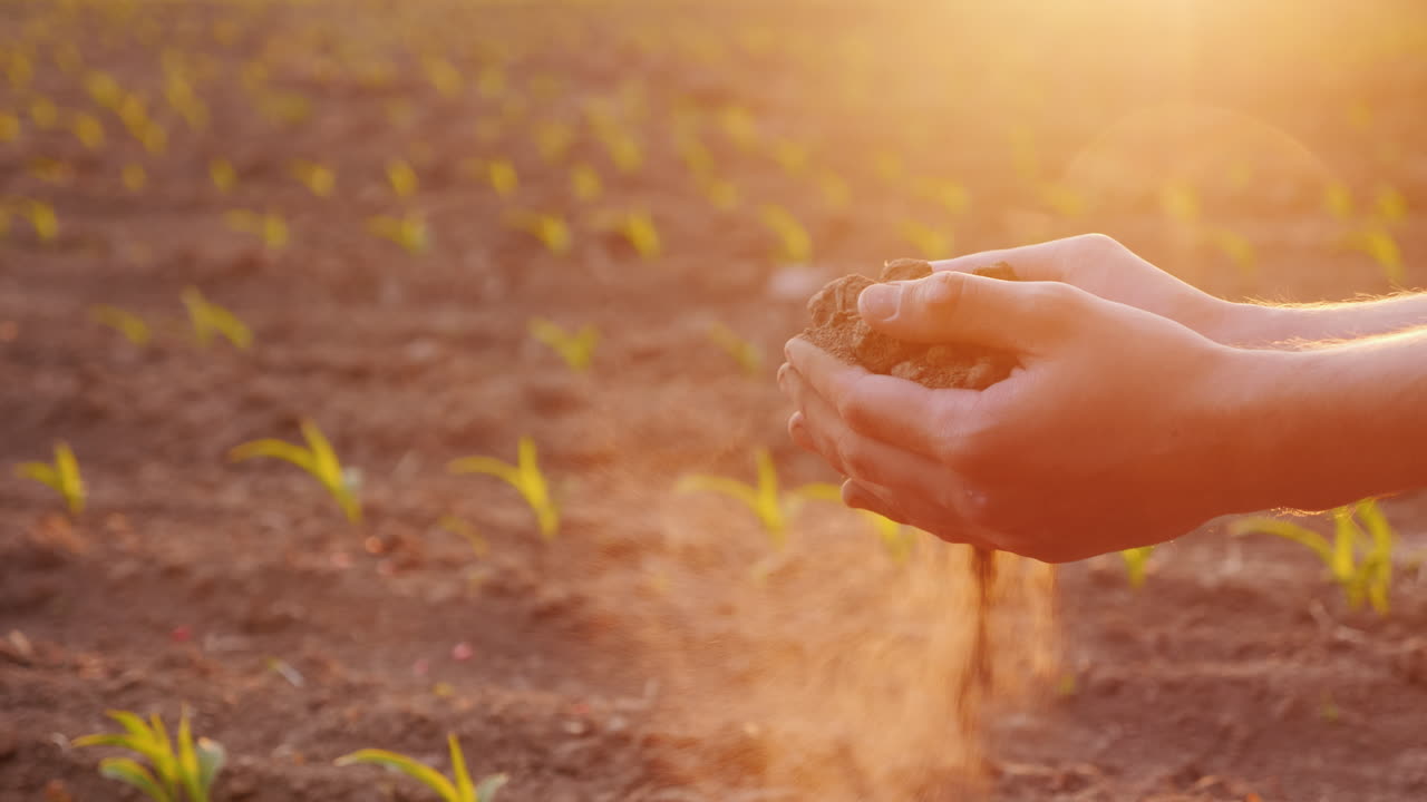 Mãos De Agricultor Segurando A Terra, Tocando-a Com Os Dedos Contra O Fundo De Um Campo.