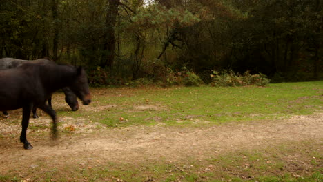 three-New-Forest-ponies-walking-into-frame-grazing-then-one-walks-out-of-frame-in-the-New-Forest