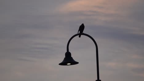 El-Cuervo-Está-Parado-En-La-Farola.