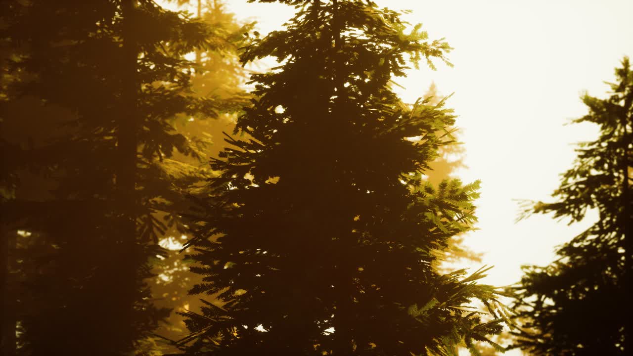 안개 숲에서 떠오르는 날까지