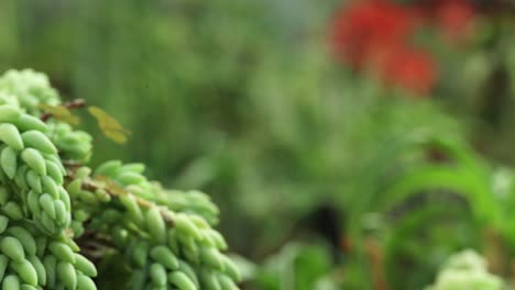 Vista-Más-Cercana-Y-Movimiento-De-La-Cámara-Del-Camión-Del-Lado-Izquierdo-De-Una-Planta-De-Sedum-Morganianum