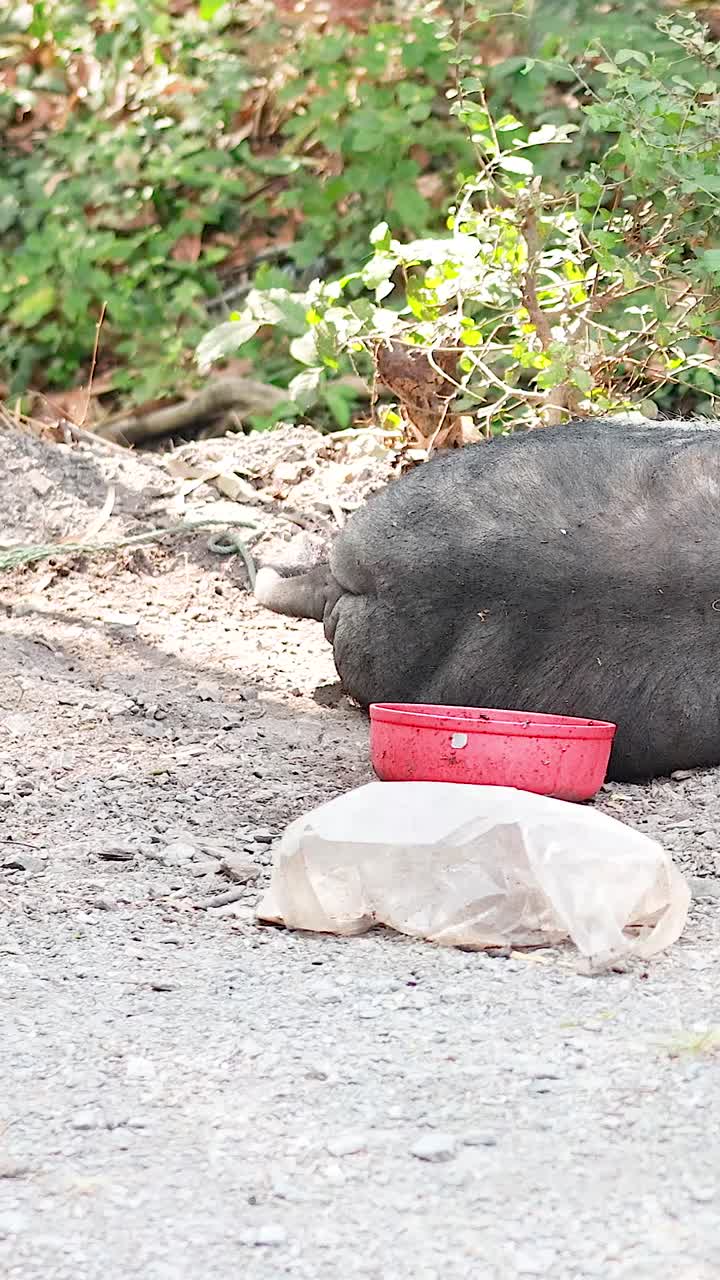 A pig resting beside a red bowl