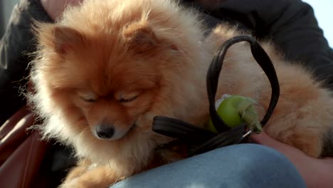 dog spitz cold woman holding tired sleepy travel