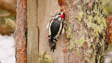 great spotted woodpecker bird on a tree looking for food. great spotted woodpecker (dendrocopos major) is a medium-sized woodpecker with pied black and white plumage and a red patch on the lower belly