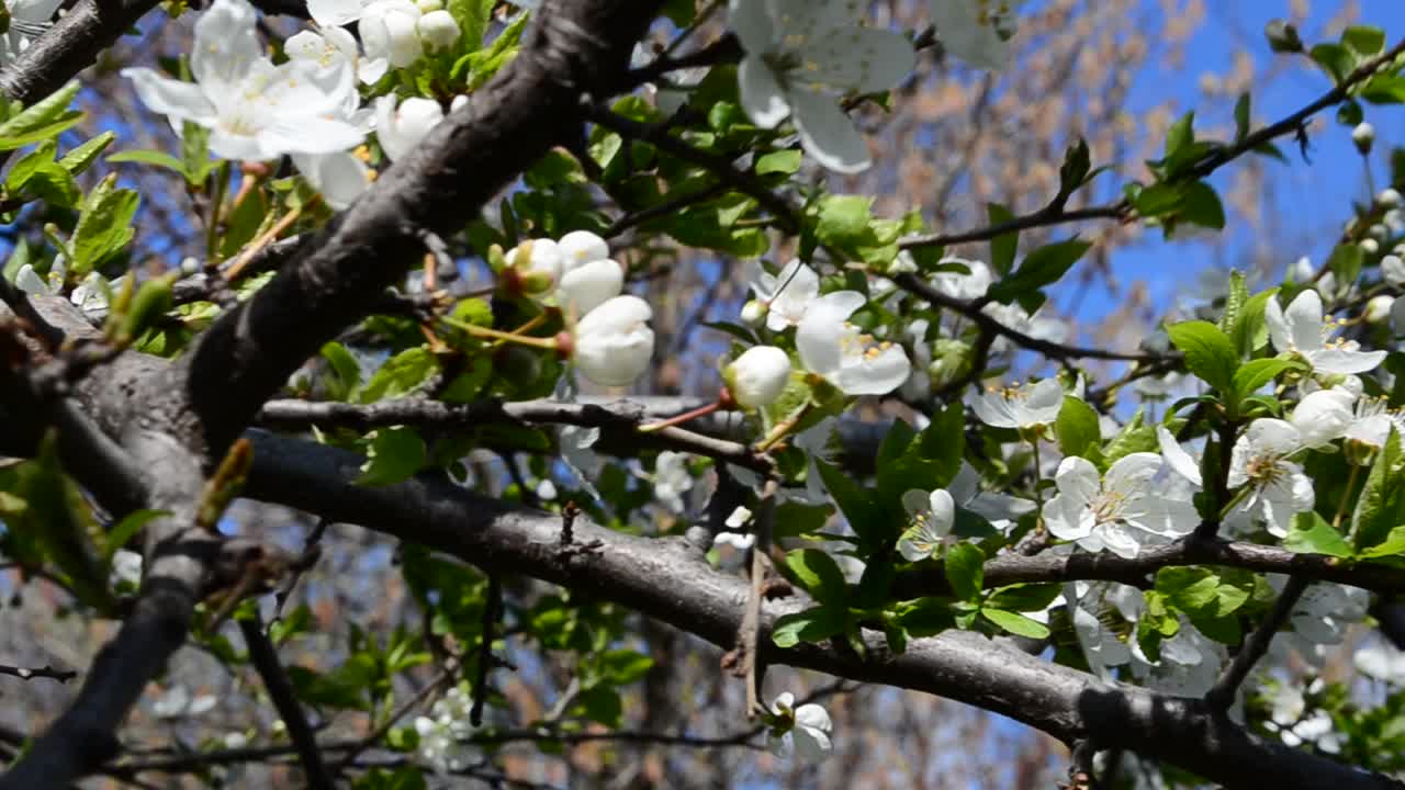 空を背景にした花々。木の枝と花。