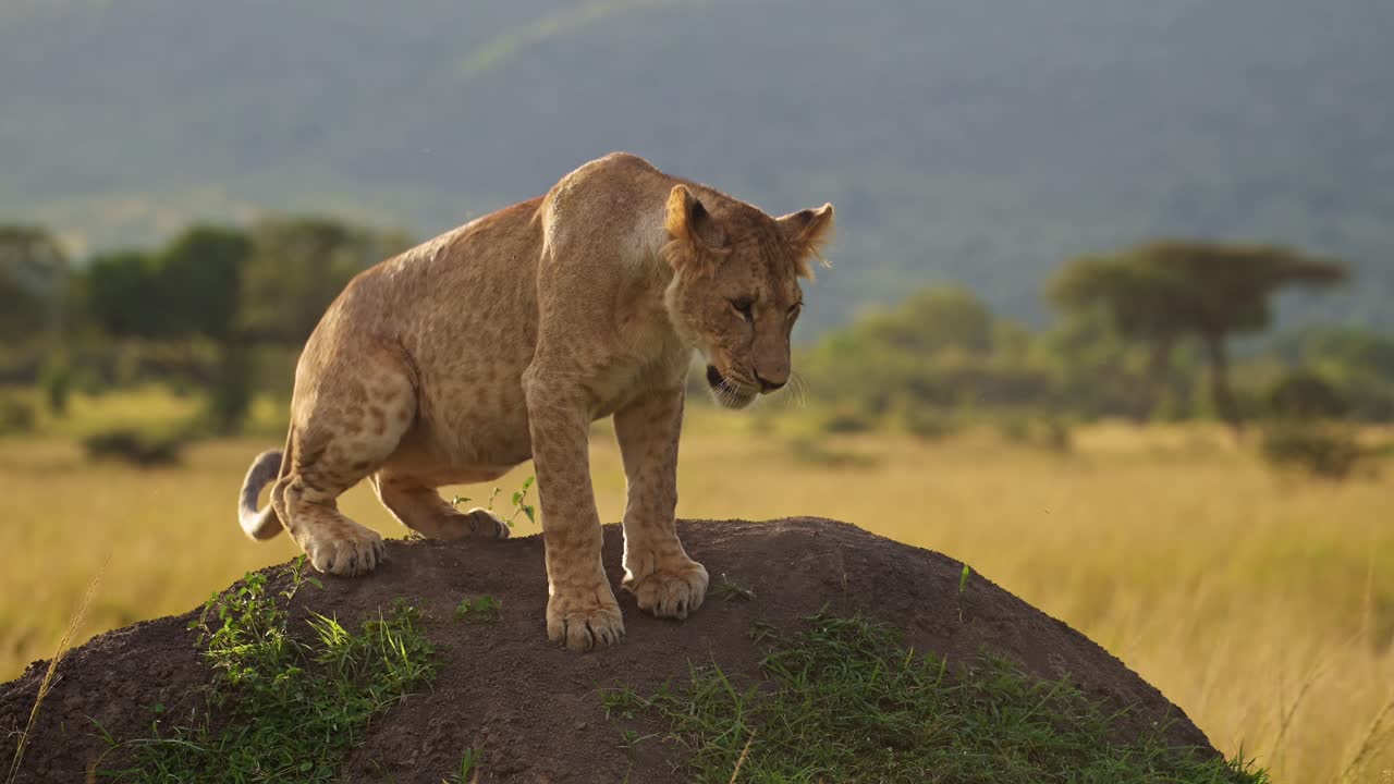 Keňská divoká příroda: Dvě roztomilá lvíčata si hrají s matkou lvicí v Masai Mara, Keňa. Legrační mladí lvi na africkém safari.