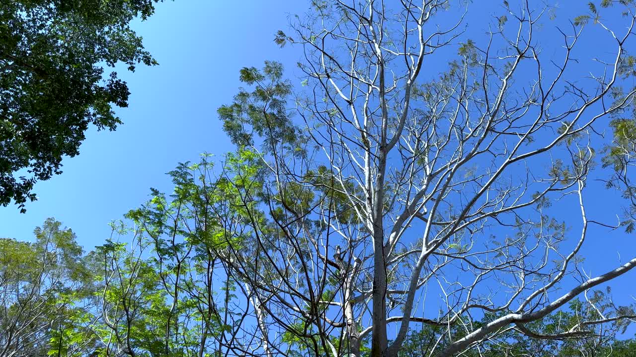 푸른 하늘을 배경으로 벌거벗고 초록색 가지가 있는 나무