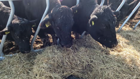 cattle with their heads through the pen eating hay