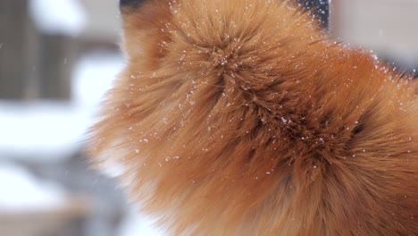 Un-Zorro-Ref-De-Japón-En-La-Nieve,-Mirando-A-Su-Presa