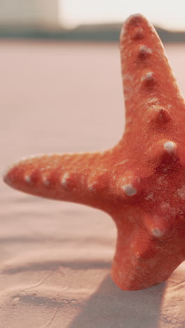 primer plano de una estrella de mar en la playa