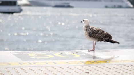 gaviota en un muelle junto al mar