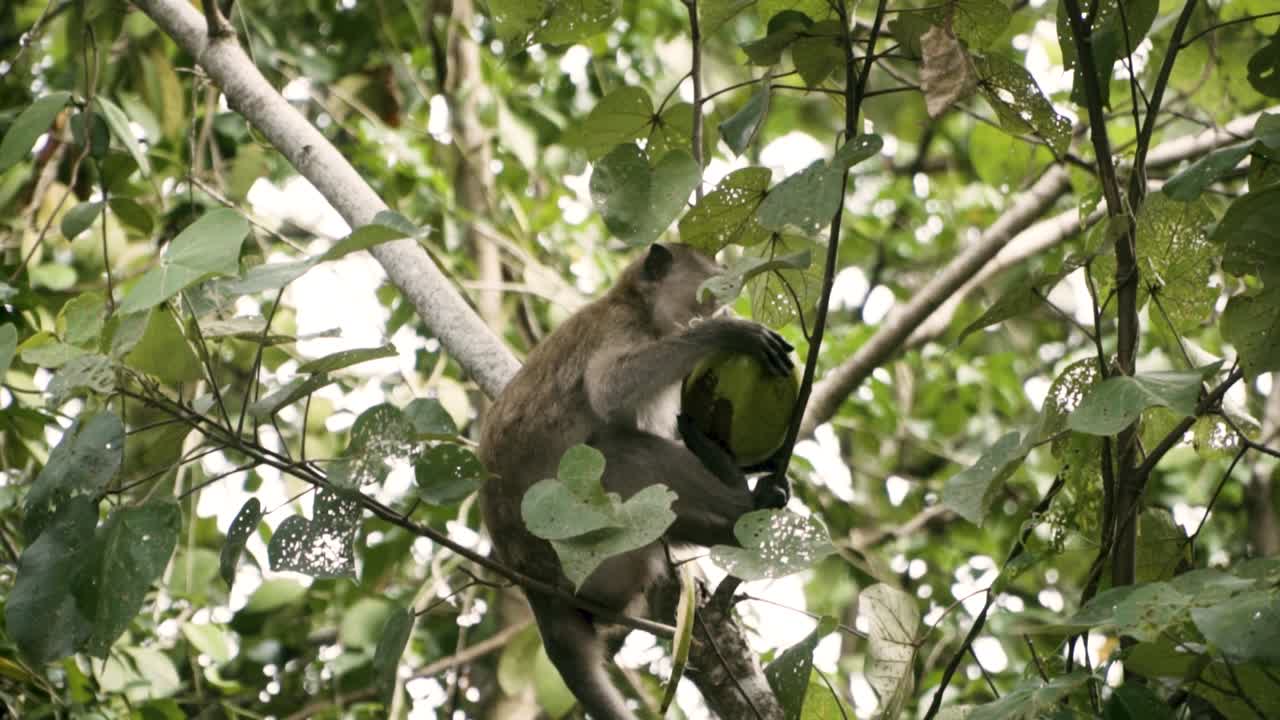 Adult Long-tailed Macaque Eating Coconut On A Tree In Rainforest Of Pulau Ubin, Singapore. - low angle