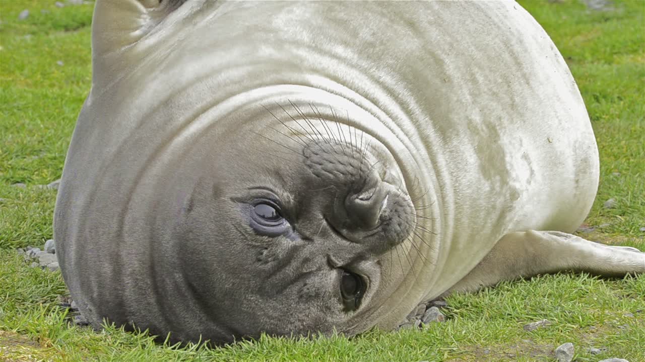 사우스 조지아 섬의 솔즈베리 평원에서 암컷 남부 코끼리 바다표범이 모피를 긁고 있습니다.