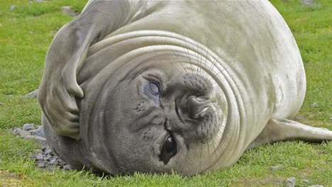 female southern elephant seal scratching fur at salisbury plain on south georgia island