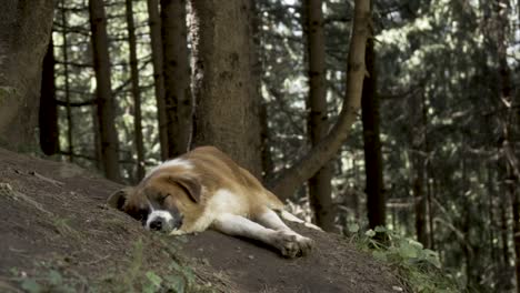 himalayan dog breed in manali, himachal pradesh