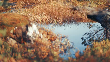 Ein-Sumpfiges-Gelände-Mit-Pfützen-Aus-Stillem,-Dunklem-Wasser-Mit-Spiegelartiger-Oberfläche