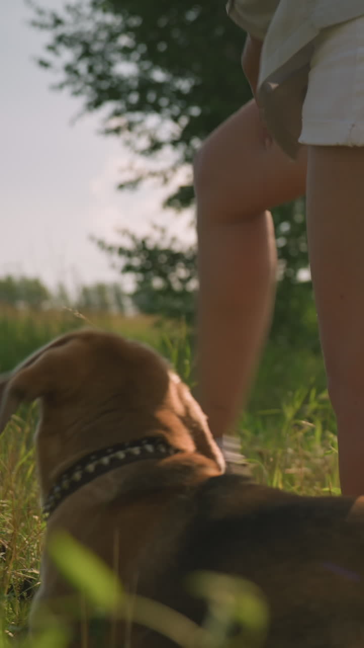 개 주인이 두 개와 함께 잔디에서 고, 다른 개가 따라오는 동안 다리를 들어서 다리 에서 개를 안내합니다. 개들은 리를 흔들며 행복해 보입니다.