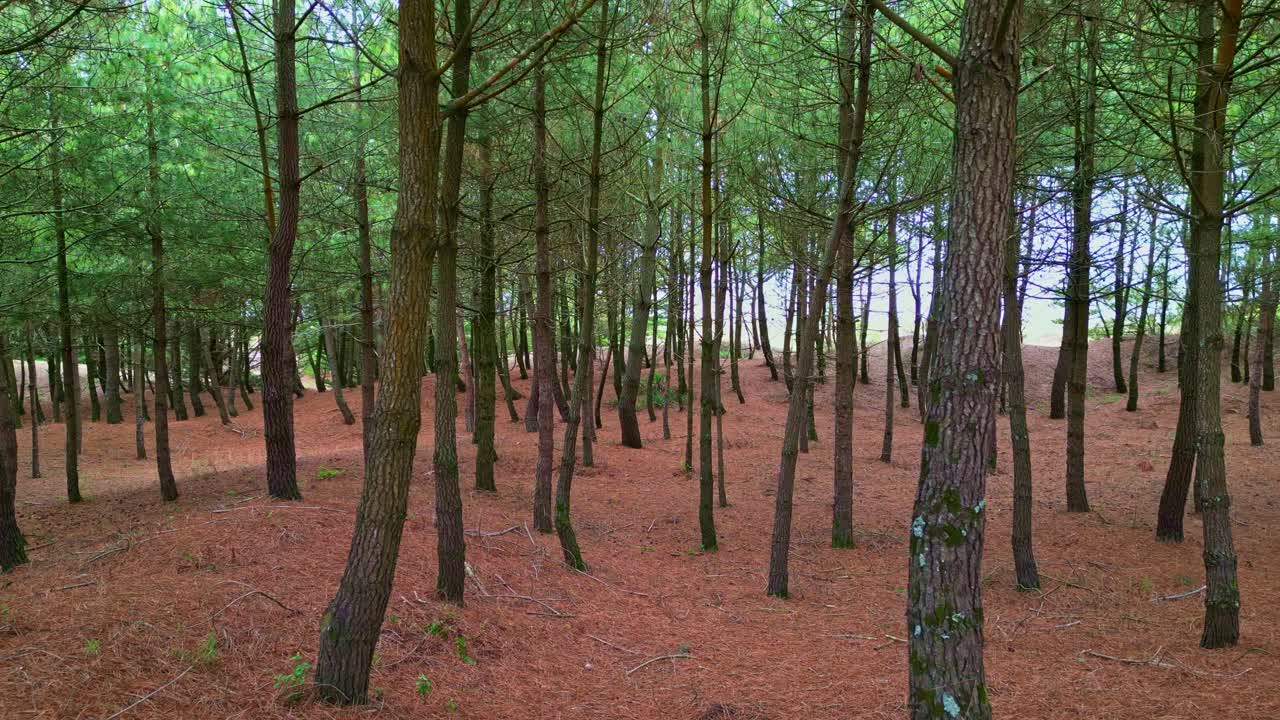 Forward aerial drone shot flying through pine trees in Saint-Brevin-les-Pins, showing a natural forest floor covered with pine needles - France