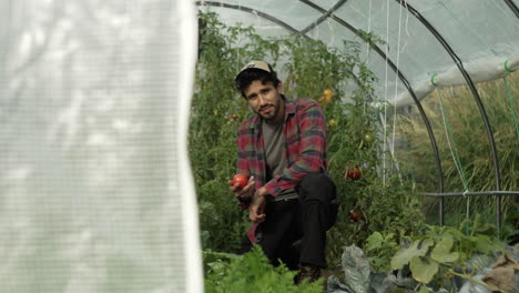 El-Agricultor-Inspecciona-Su-Cosecha-De-Tomate