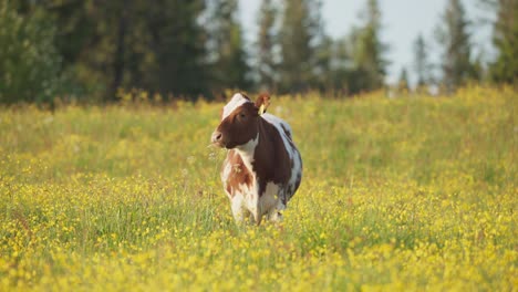 Vaca-Parada-En-El-Campo-En-Indre-Fosen,-Noruega---Amplia