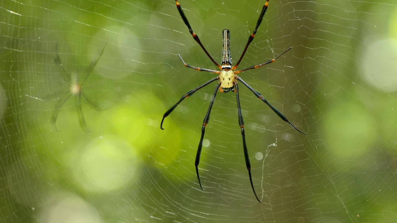 4k imágenes de primer plano de araña en la red en el fondo de la naturaleza