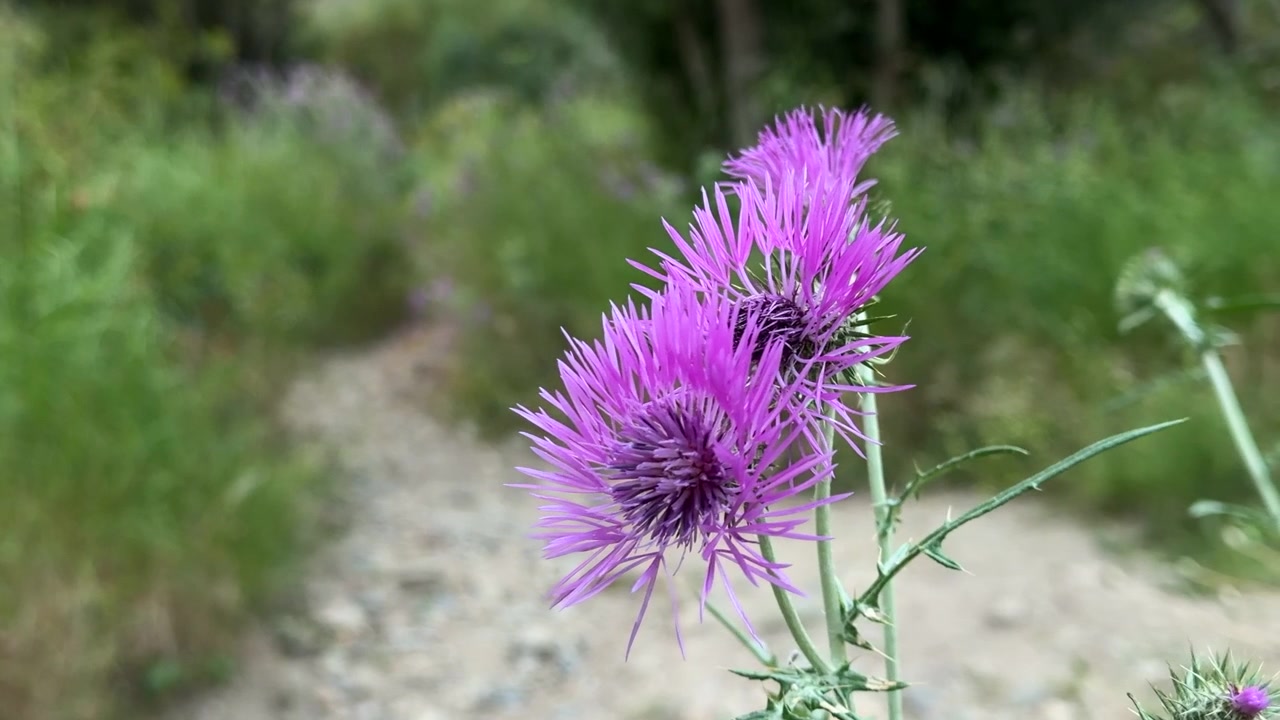 Nærbillede af isoleret blomstrende lilla tidselblomst.