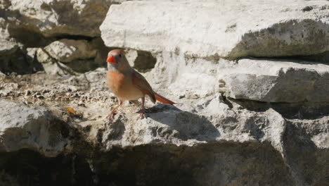 female northern cardinal perched next to a stream and flying away - cardinalis cardinalis