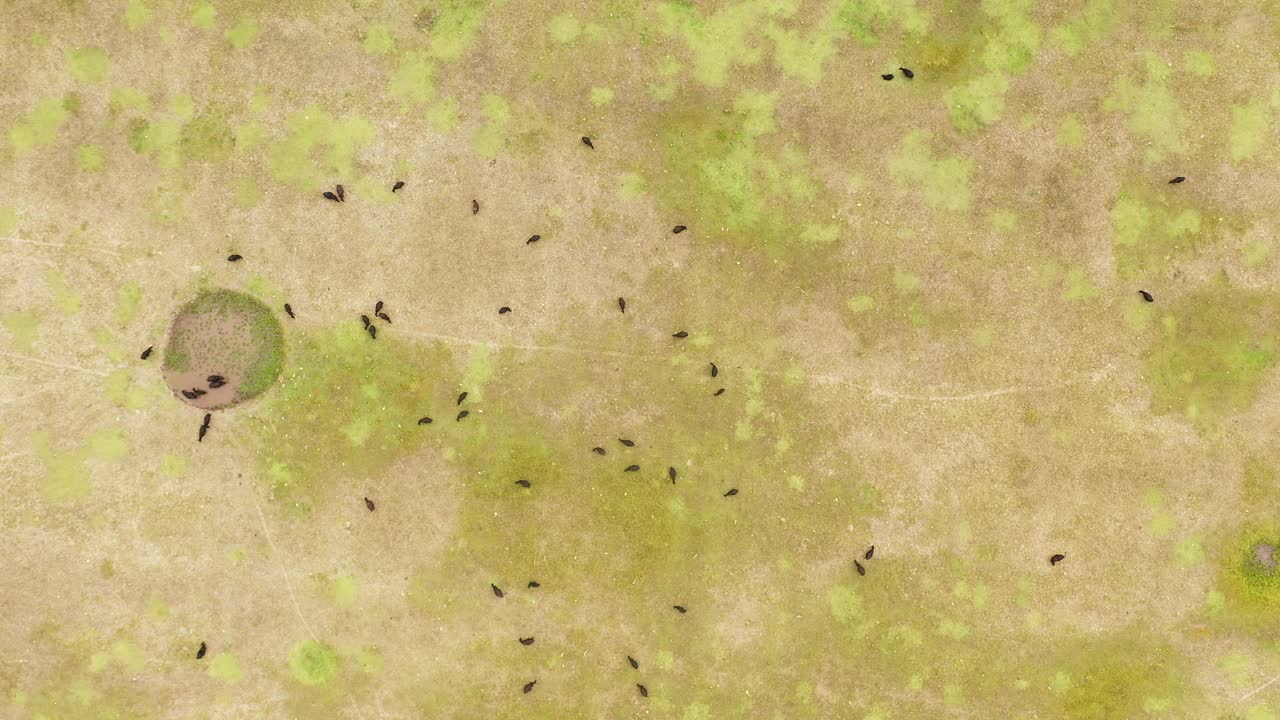 las vacas negras pastan libremente en el prado