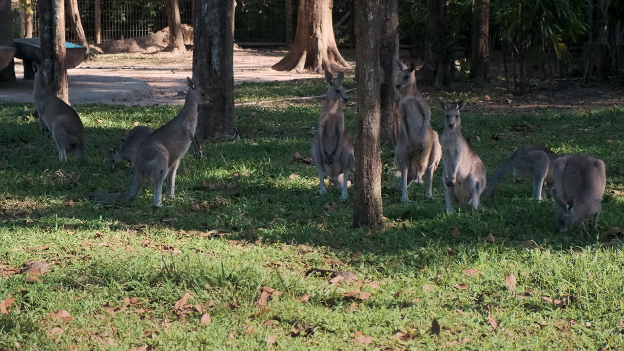 canguros en un recinto del zoológico