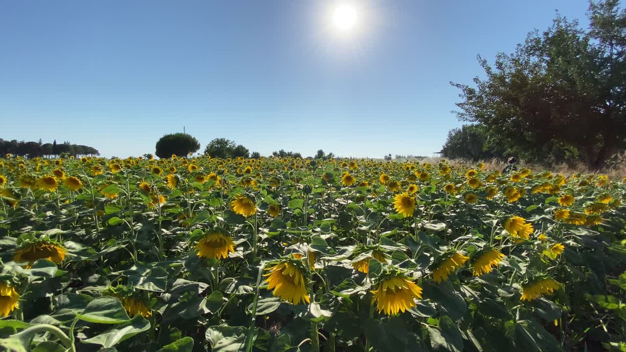 girasoles en flor y un campo
