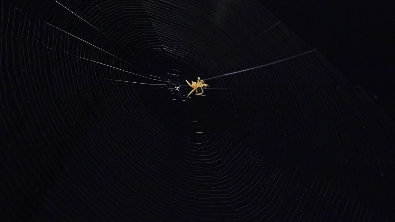 Un ragno tesse una ragnatela. Bella trama armonica della ragnatela su uno sfondo notturno scuro