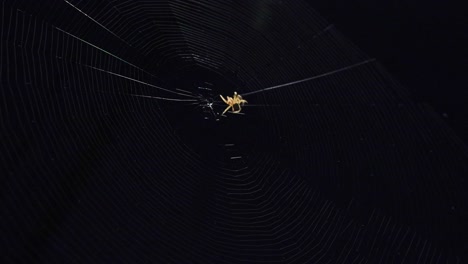 spider make a home cobweb . beautiful harmonic texture from the spider web with  on a dark night background