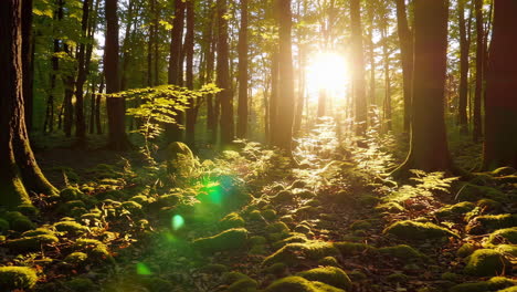 la luz del sol filtrándose a través de los árboles en un bosque exuberante