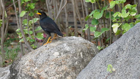 great myna walking on stones - closeup