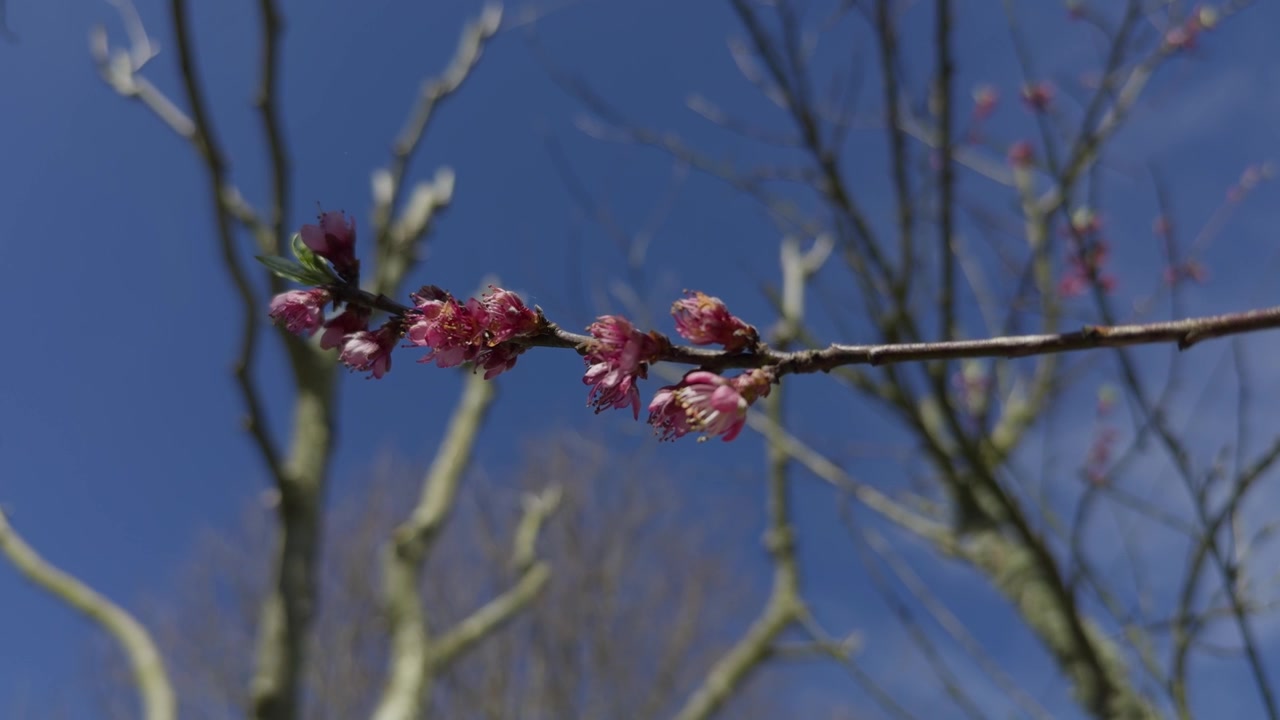 Primo piano di un ramo di mirabolano con fiori rosa, albero senza foglie.