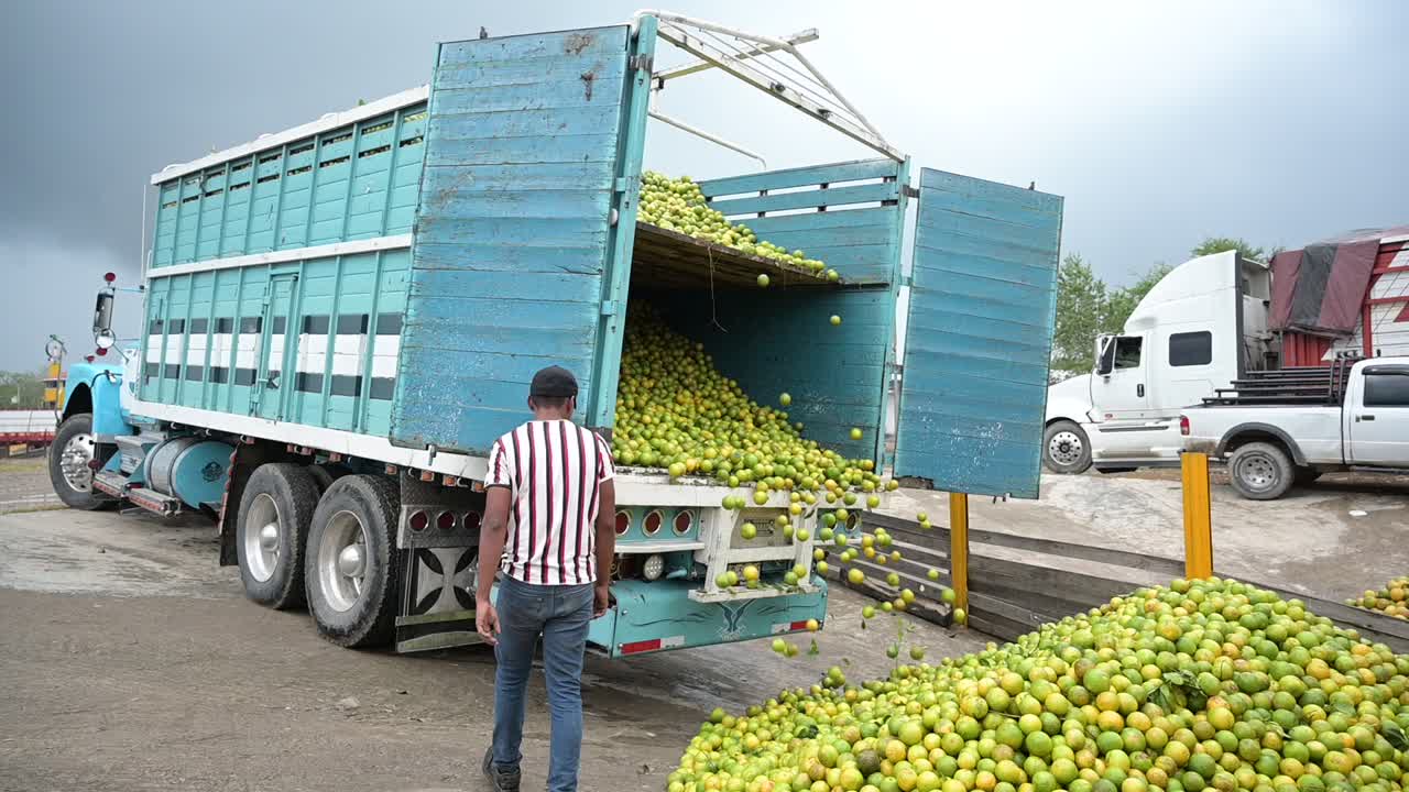 Camion pieno di arance che scarica i frutti sulla pressa