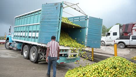 Camión-En-Movimiento-Lleno-De-Naranjas-Arrojando-Las-Frutas-A-La-Empacadora