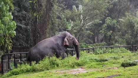 elephant in the rain at the zoo