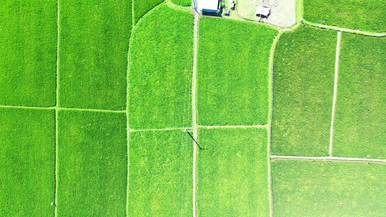 Beautiful green landscape of square rice parcels of agricultural farm growing on tropical island in Vietnam, copy space